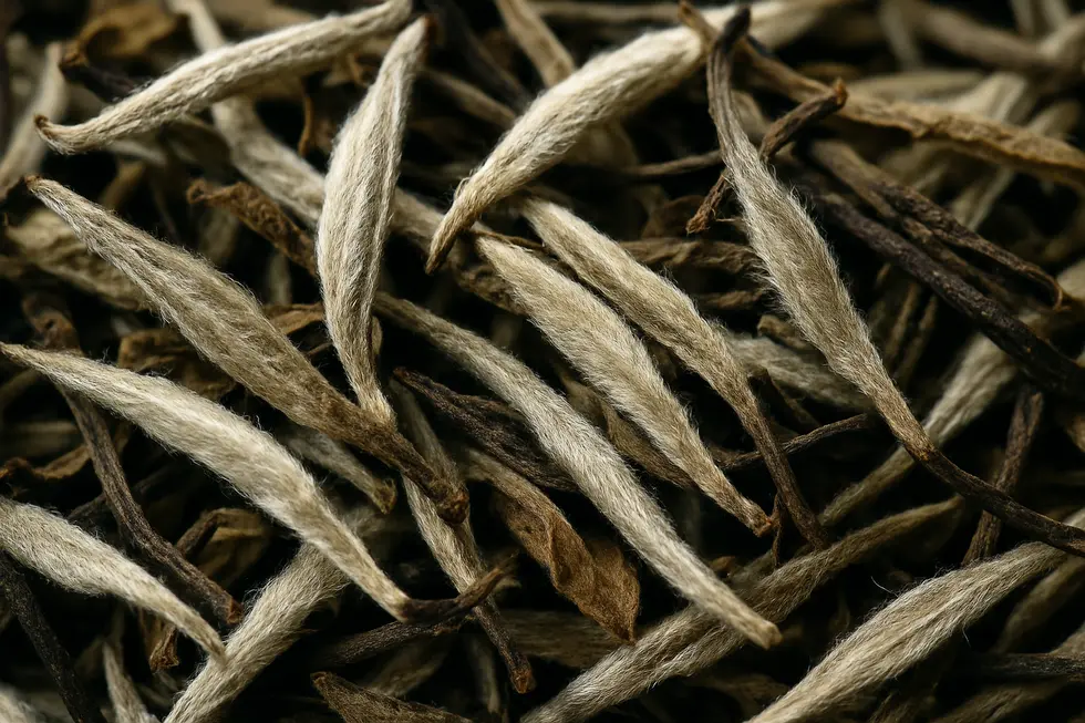 Widok na plantację herbaty w prowincji Fujian, skąd pochodzi biała herbata.