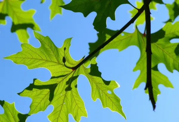 Ginkgo biloba leaves against a sky background depicting vitality and energy.