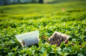 Scenic view of tea fields with loose leaves and sachets, illustrating the article’s theme of comparing tea types.