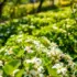 Herbata Earl Grey: Co Ją Wyróżnia i Jak Podawać?