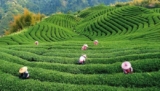 Plantacja herbaty